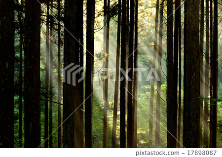 wood wood 17898087