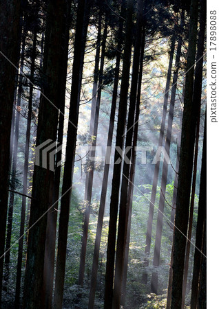 wood  17898088