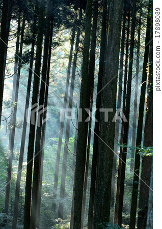wood wood 17898089