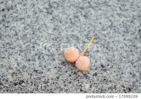 Ginkgo on the stone pavement 17898289