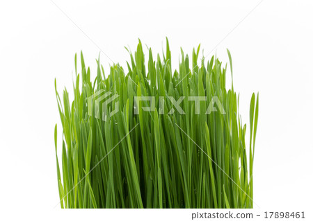 Wheatgrass 17898461