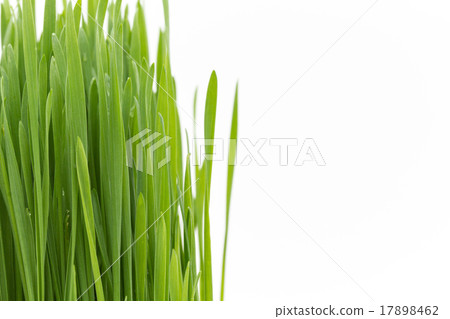 Wheatgrass 17898462