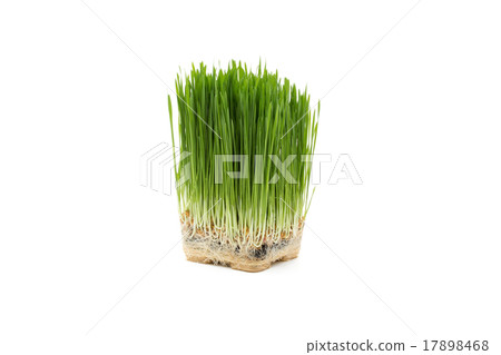 Wheatgrass 17898468