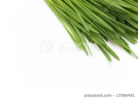 Wheatgrass 17898491