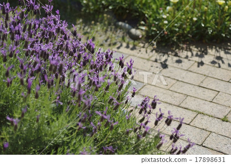 French Lavender French Lavender 17898631