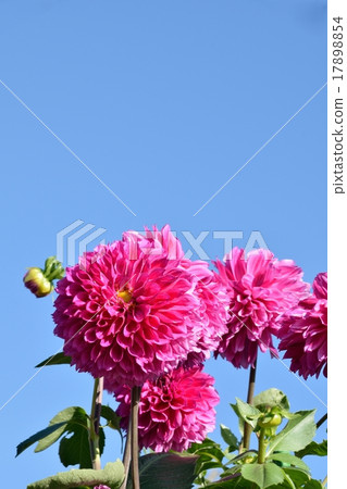 Copy space of Dahlia flower and blue sky blooming in pastel color 17898854
