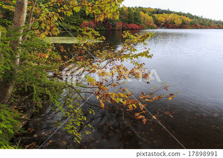 Shirakawa Pond 17898991