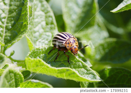 Colorado bug on potato leaves Colorado bug on potato leaves 17899231