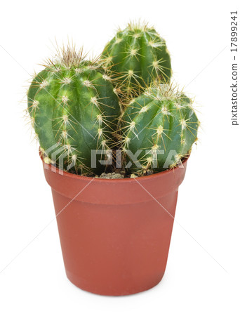 Family decorative cactus in pot 17899241