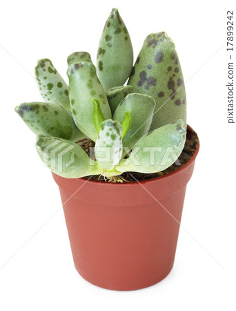 Succulents in pot, isolated on white background 17899242