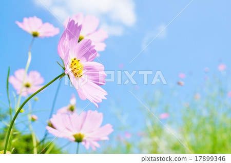 Aozora Cosmos 17899346