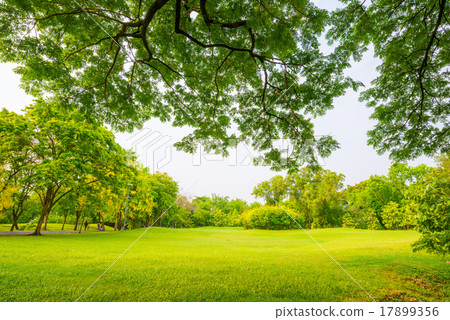 Beautiful green park and meadow Beautiful green park and meadow 17899356