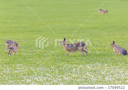 Hares on a meadow 17899522