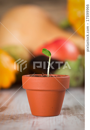 Young vegetable sprout on a wood 17899966