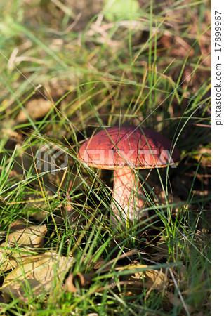 Eatable mushroom growing in the forest 17899967