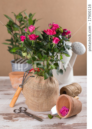 Red roses flowers and gardening tools Red roses flowers and gardening tools 17900116