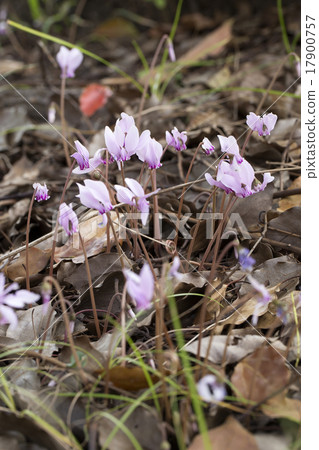 Cyclamen Cyclamen 17900757