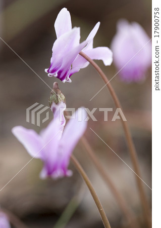 Cyclamen Cyclamen 17900758