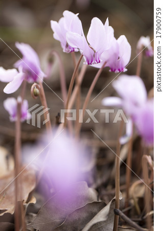 Cyclamen Cyclamen 17900759