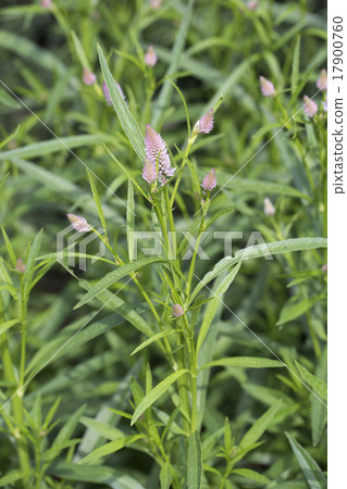 Keito的花 Keito的花 17900760