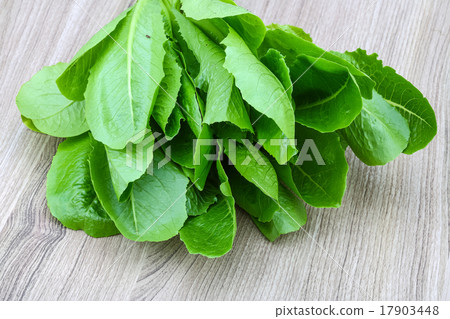Romano salad leaves Romano salad leaves 17903448