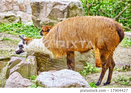 Cute animal- Lama. 17904427