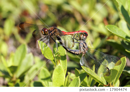 Mating of dragonfly 17904474