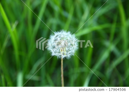 蒲公英的絨毛 蒲公英的絨毛 17904506