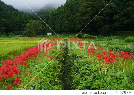 A cluster amaryllis of Satoyama 17907989