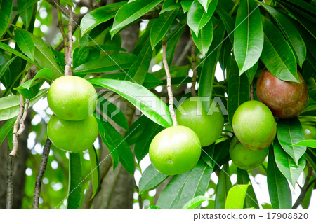 Cerbera oddloam fruit 17908820