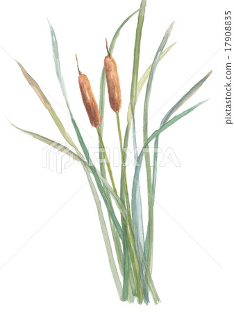 Gama的耳朵 Gama的耳朵 17908835