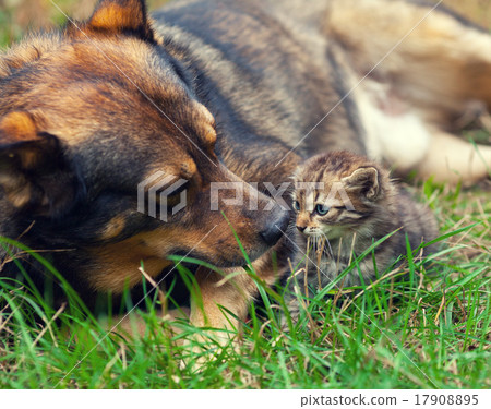 Big dog take care of little kitten on the grass Big dog take care of little kitten on the grass 17908895