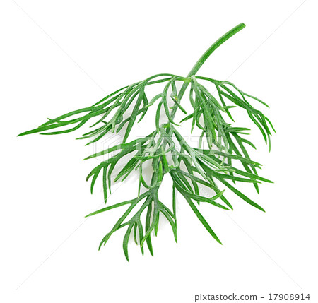 dill isolated on white background dill isolated on white background 17908914