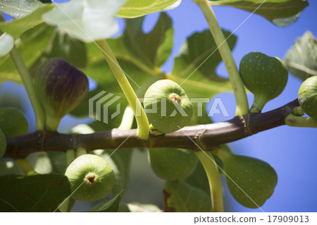 Tree-shaped colorful figs fruit 17909013