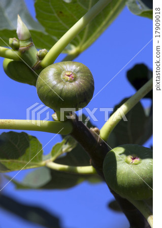 The tingling fruit that began to turn into a tree 17909018