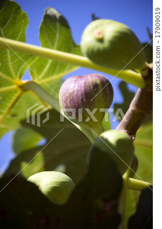 Tree-shaped colorful figs fruit 17909019