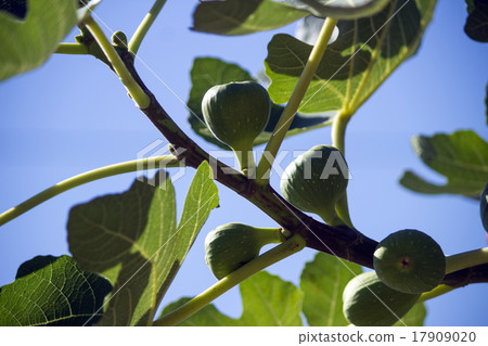 A figure of figs becoming a tree 17909020