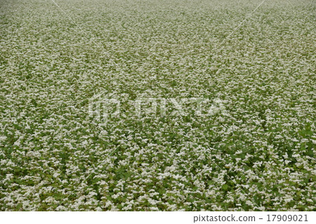 Scenery of buckwheat field 17909021