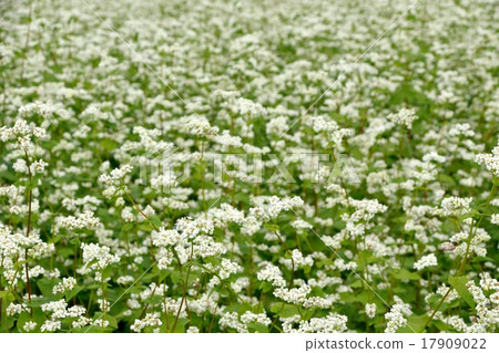 蕎麥領域風景 17909022
