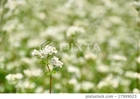 蕎麥領域風景 17909023