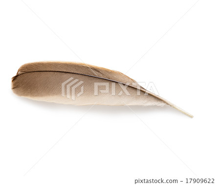 Feather isolated. 17909622