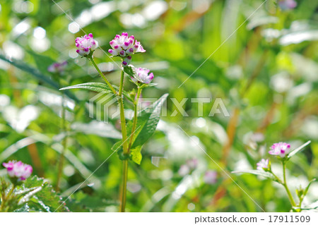 Mizosoba Mizosoba 17911509