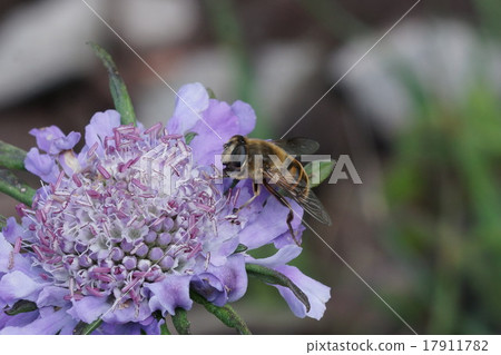 Hanaabu sucking nectar of honeymoon Hanaabu sucking nectar of honeymoon 17911782