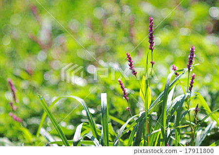 Persicaria longise 17911800