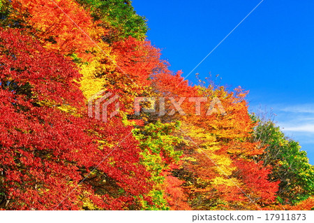 Autumn leaves of Konan gorge Autumn leaves of Konan gorge 17911873