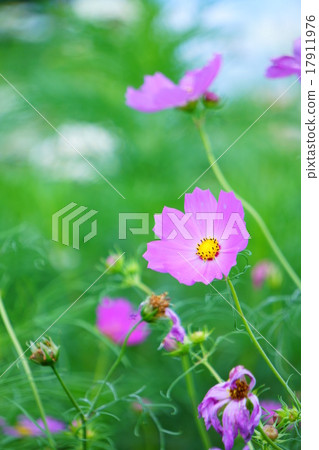 Cosmos Cosmos 17911976