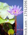 睡蓮 17912096
