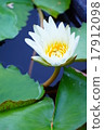 睡蓮 17912098