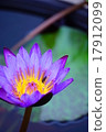睡蓮 17912099