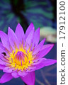睡蓮 17912100